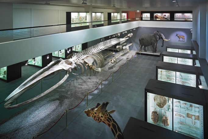 Muséum d'histoire naturelle de Berne Muséum d'histoire naturelle de Berne