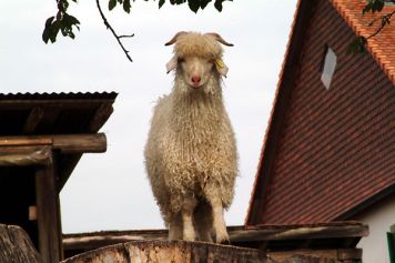 Elevage de chèvres Angora et boutique de laine