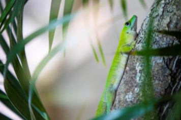 Du 4 au 13 mars 2024, le MUZOO ferme son enclos aux reptiles et batraciens (prolongation de la fermeture)