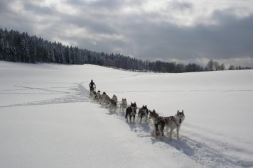 Où faire du traîneau à chiens en Suisse romande et découvrir des sensations de waouf?