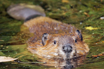 Cette balade familiale vous fait suivre la Bibera jusqu’au village franco-alémanique de Courtepin