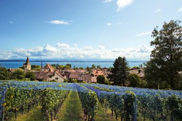 Balade panoramique dans le vignoble de Milvignes