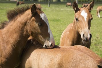 À la rencontre du cheval Franches-Montagnes