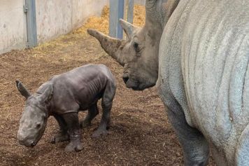 Le parc animalier accueille un bébé rhinocéros blanc