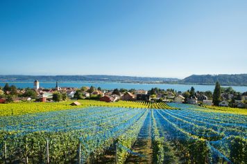 Balade panoramique entre vignes et lac au départ de La Neuveville
