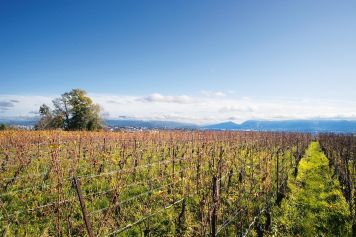 Balade panoramique dans la campagne genevoise au départ de Satigny