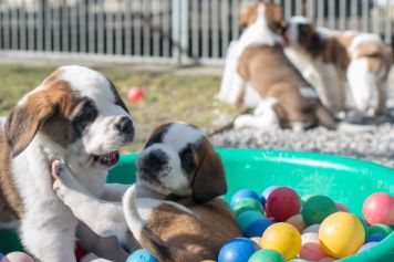 Depuis le 11 mai 2020, les chiots vous attendent au Barryland