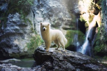Le 27 juin 2020, rando insolite avec animaux
