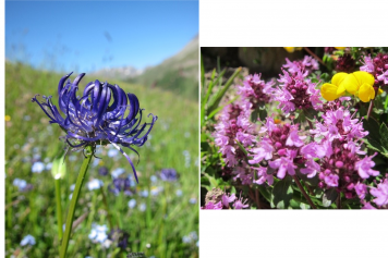 Le 20 juin 2020, balade de l'herboriste