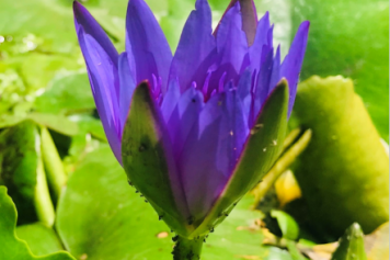 Formation et pratique de la pleine conscience, focusing et réduction du stress