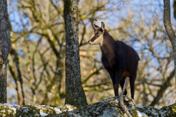 Parc animalier gratuit au-dessus de Boujean