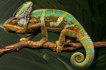 Du 21 février au 5 mars 2022, expo gratuite à Yverdon-les-Bains