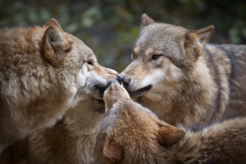 Des loups du zoo de Zurich déménagent au parc animalier de Bienne
