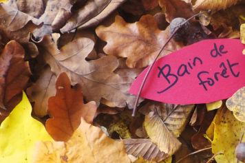 Le 17 novembre 2024, laissez-vous tenter par une immersion poétique et naturaliste à Genolier (VD)