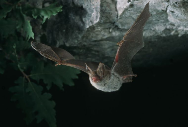 Myotis-bechsteini-Emmanuel-Rey-CCO.jpg