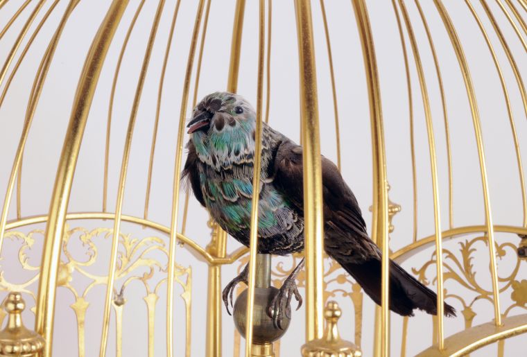 Image oiseau chanteurs démo.jpg Image oiseau chanteurs démo.jpg
