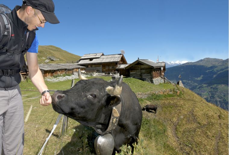 Rencontrez les vaches de la race d'Hérens - @Francois perraudin.jpg Rencontrez les vaches de la race d'Hérens - @Francois perraudin.jpg