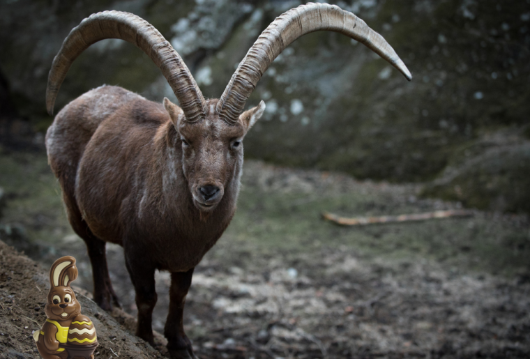 1_Zoo.png 1_Zoo.png