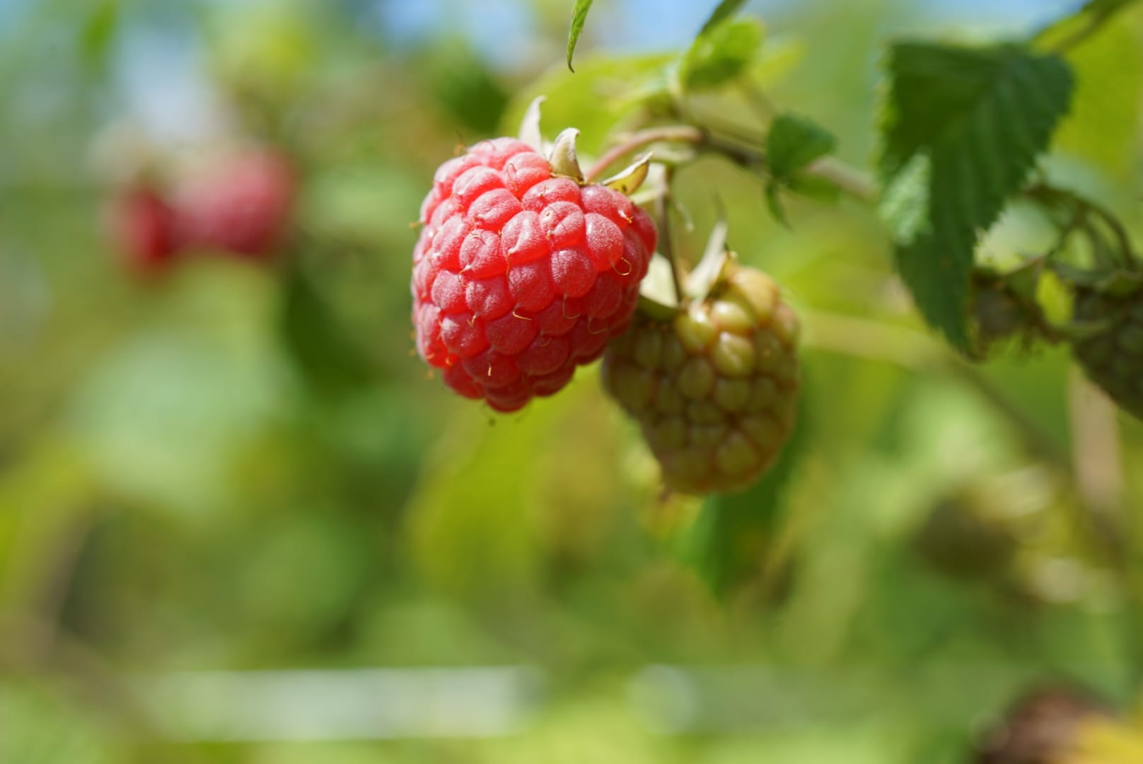 La framboise est une  des stars de la ferme arboThévoz, à Russy (FR). © arboThévoz