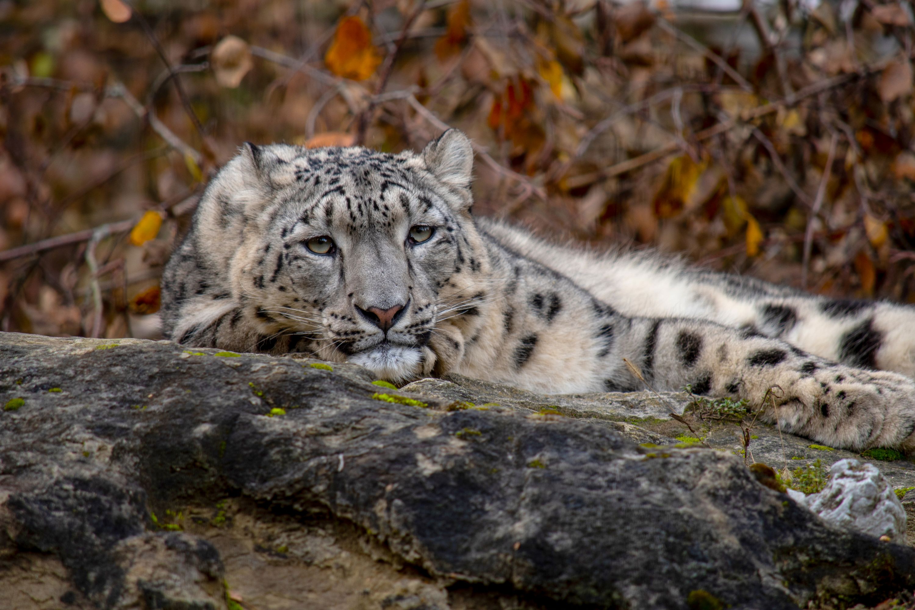 Saida, la panthère des neiges du zoo de Zurich. ©  Zoo Zürich / Nicky Kaufmann
